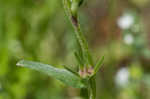 Corn gromwell